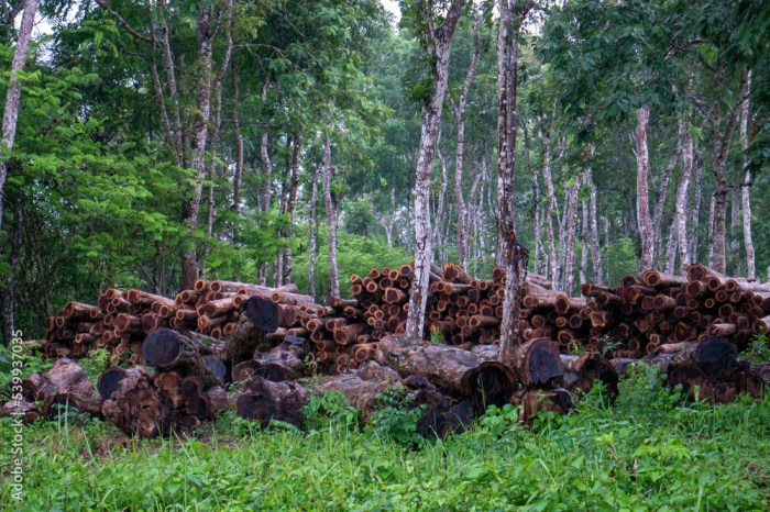 TERMURAH Jual Rumah Kayu Jati Berkualitas Di Gunung Kidul