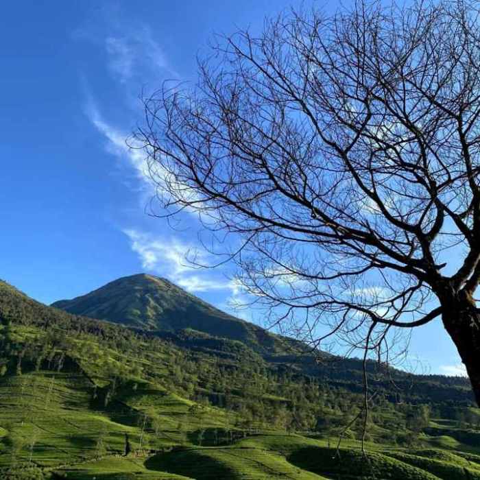 TERMURAH Jual Rumah Kayu Murah Berkualitas Di Wonosobo