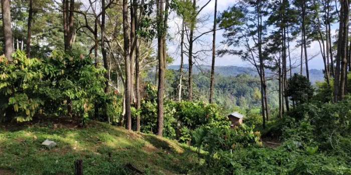 TERMURAH Jual Rumah Kayu Berkualitas Di Aceh Besar