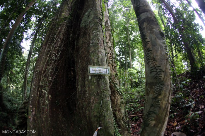 Rumah kayu ulin kalimantan