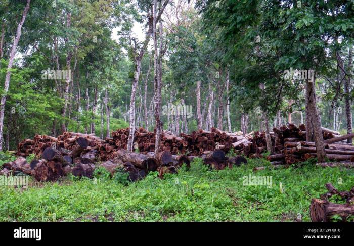 TERMURAH Jual Rumah Kayu Jati Berkualitas Di Gunung Kidul